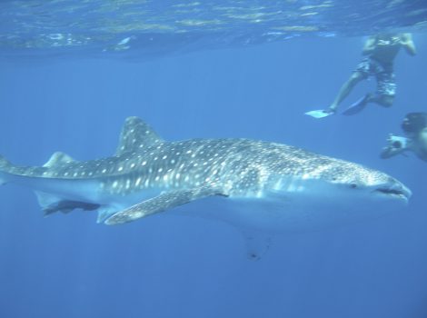 9-Safari baleinesetr Requin baleine
